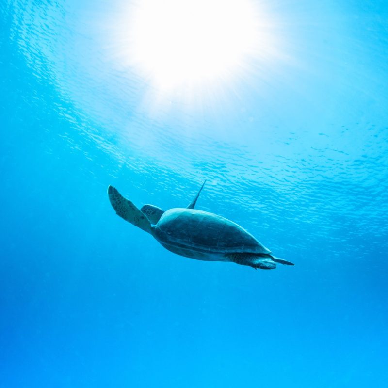 Sea Turtle