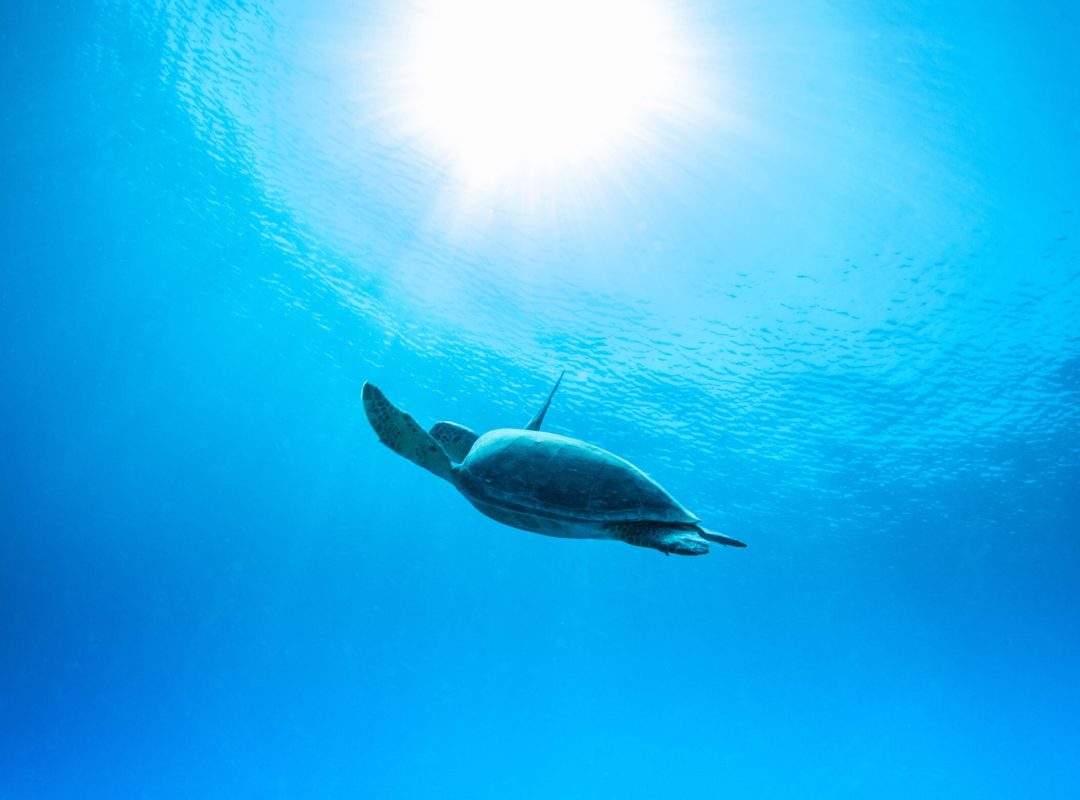 Sea Turtle