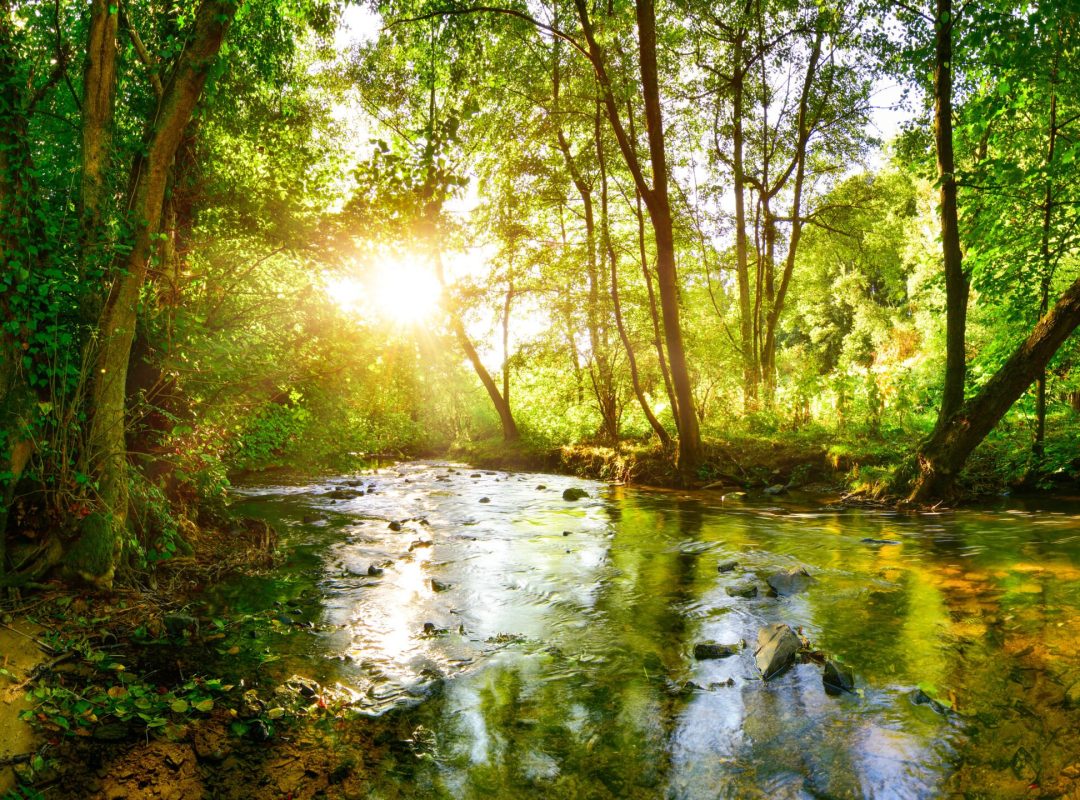 Stream through the forest in the bright light of the sun